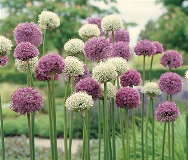 Allium