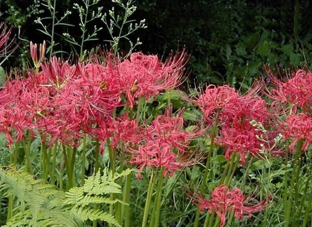 Amarilis