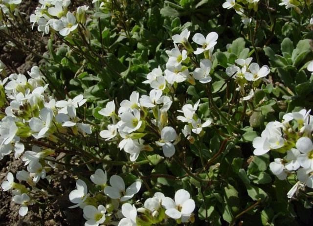 Arabis