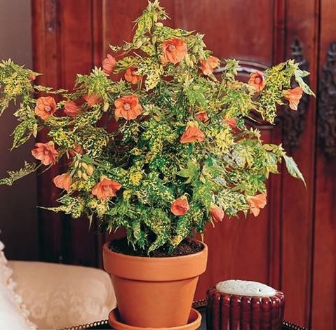 abutilon