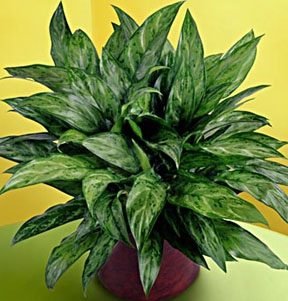 aglaonema