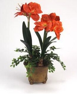 amarilis