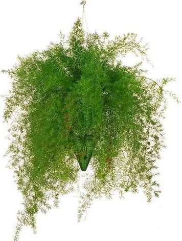 asparagus