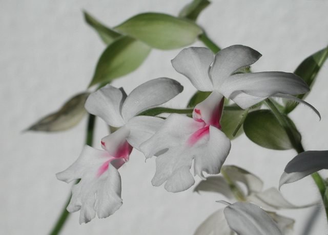 calanthe