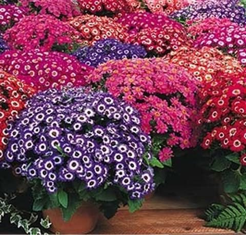 cinerarija
