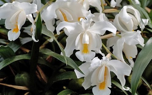coelogyne