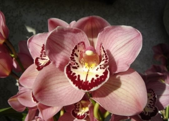 cymbidium