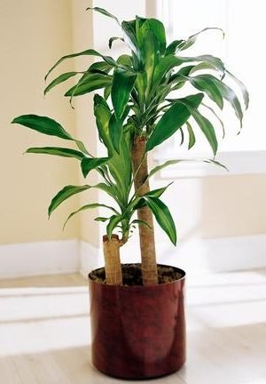 dracena