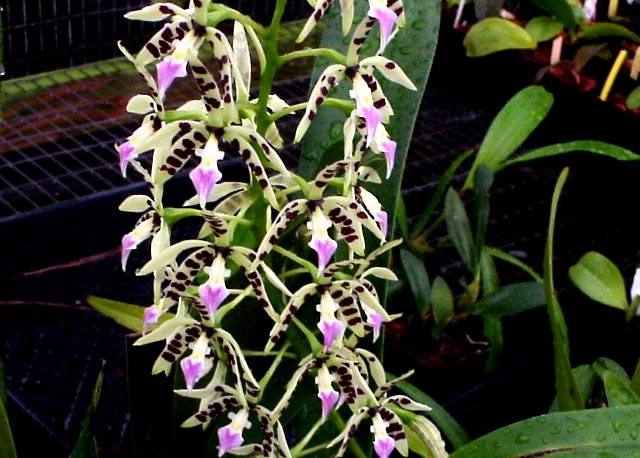 epidendrum