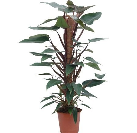 filadendron
