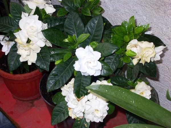 gardenija