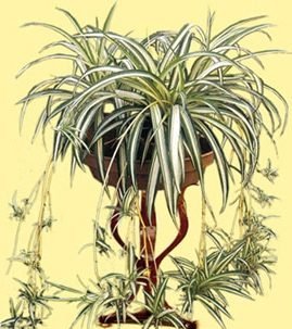 hlorofitum