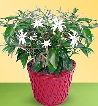 jasmin