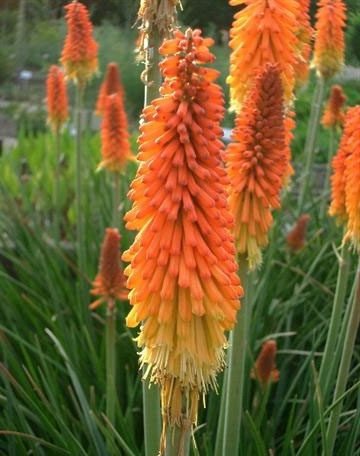 kniphofia