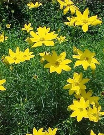 koreopsis