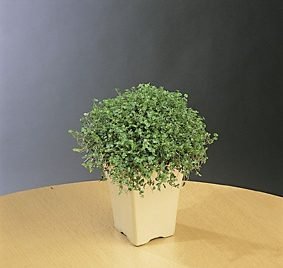 kucna