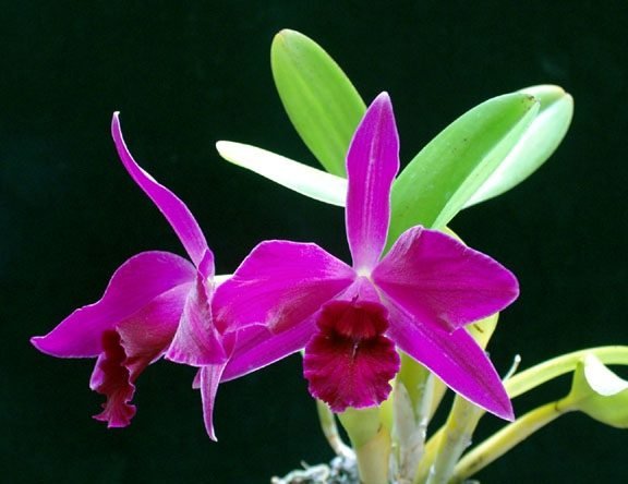 laelia