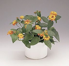 lantana