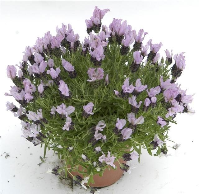 lavanda