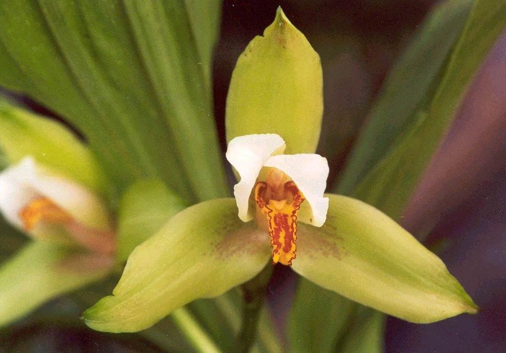 lycaste