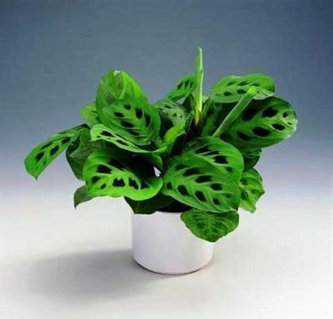 maranta