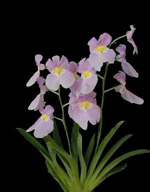 miltonia