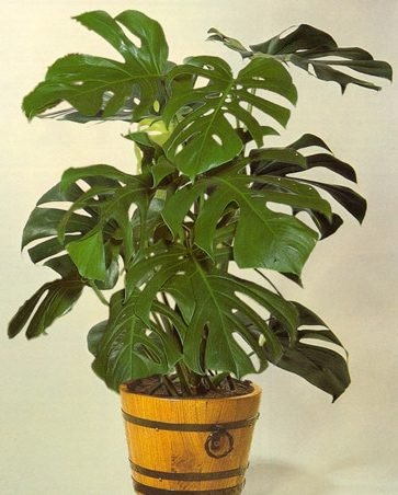 monstera