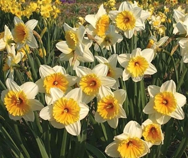 narcisi