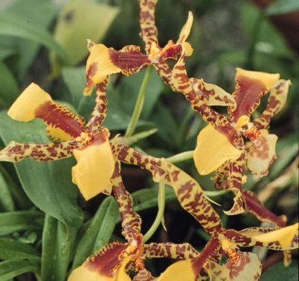 odontoglossum