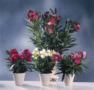 oleander