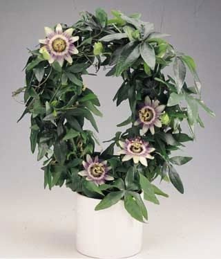 pasiflora