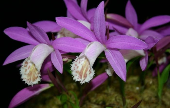 pleione
