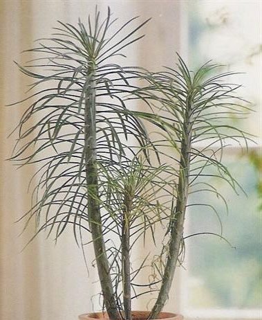 senecio