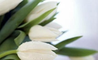 tulipan