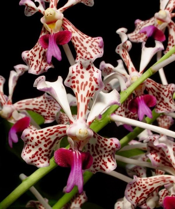 vanda