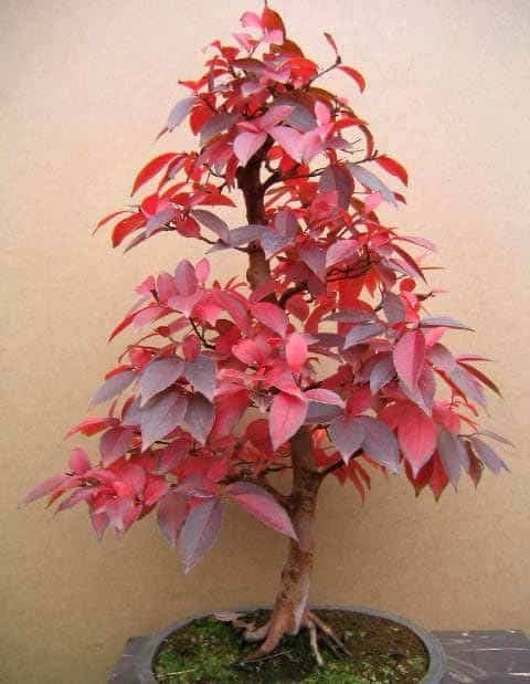 zelkova