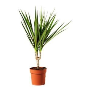 Dracaena 1