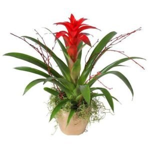 Guzmania 1