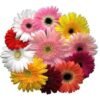 gerbera gift 1
