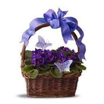 Ljubičice i leptiri