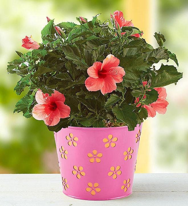 saksijsko cvece 005 1